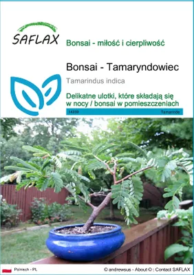 Zdjęcie produktu dla SAFLAX - Bonsai - Tamaryndowiec - 4 Nasiona - Tamarindus indica
