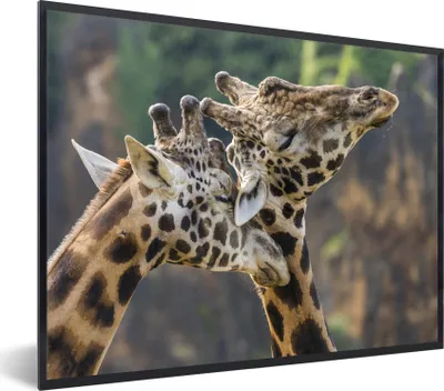Produktbild von MuchoWow® Gerahmtes Poster Nahaufnahme von zwei Giraffen 40x30 cm - Poster mit Schwarzem Bilderrahmen Wandposter Rahmen Foto Bilder - Kunstposter - Wanddekorationen