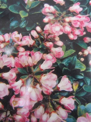 Produktbild von Andenstrauch Apple Blossom - Escallonia Apple Blossom - 30-40cm