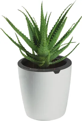 Produktbild von Blumentopf selbstgießend 6,3 Lt. 32cm