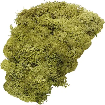 Produktbild von Islandmoos lindgrün 50 g Packung mit 5 Stück