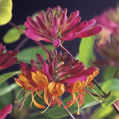 Produktbild von Echtes Geißblatt Lonicera heckrottii Goldflame 40-60 cm - Duftende Kletterpflanze Jelängerjelieber winterhart mehrjährig für Garten & Balkon
