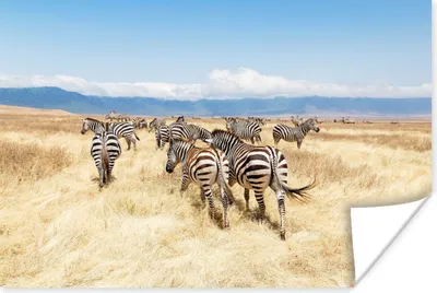 Produktbild von MuchoWow® Poster Zebraherde im Ngorongoro-Krater 90x60 cm - Schlafzimmer