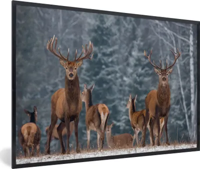Produktbild von MuchoWow® Gerahmtes Poster Hirsche - Winter - Schnee - Waldtiere - Wald - Natur 60x40 cm - Poster mit Schwarzem Bilderrahmen Wandposter Rahmen Foto Bilder - Printing - Wanddeko Schlafzimmer