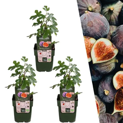 Produktbild von Plants by Frank | 3 Feigenbaum Pflanzen 100% Biologisch | Ficus Carica | Feigenbaum | Obstgarten | Gemüsegarten | Gartenpflanzen