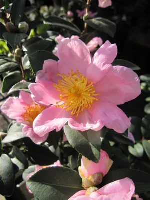 Produktbild von Camellia japonica Autumn Flowers - Japanische Kamelie Autumn Flowers