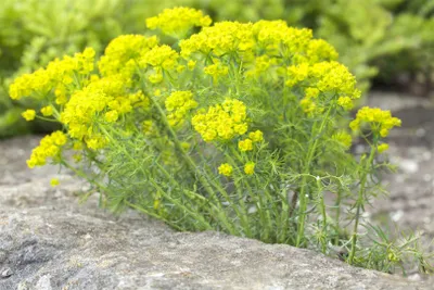 Produktbild von Euphorbia cyparissias, Wolfsmilch, ca. 9x9 cm Topf