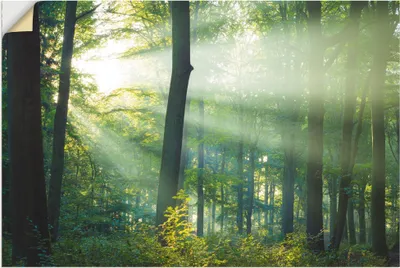 Produktbild von ARTland Wandbild, selbstklebend Licht im Wald Größe: 120x80 cm