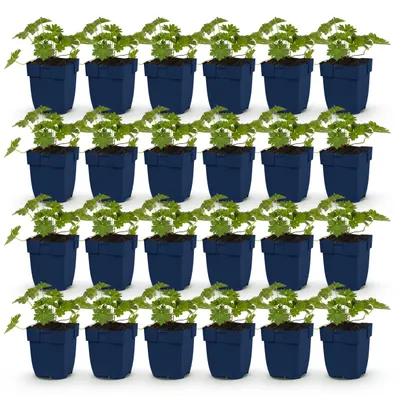 Immagine prodotto di Geranio 'Rozanne' - Geranio - Coprisuolo - Blu - 24 piante - 15-25cm - Ø11cm - Pianta da giardino