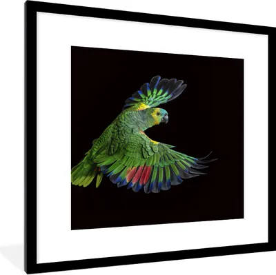 Produktbild von MuchoWow® Gerahmtes Poster Nahaufnahme bunter Papagei 40x40 cm - Poster mit Schwarzem Bilderrahmen Wandposter Rahmen Foto Bilder - Poster - Plakat im Rahmen