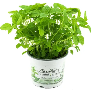 Produktbild von Enseleits Zitronenmelisse, Marktfrische Qualität, 1 Pflanze