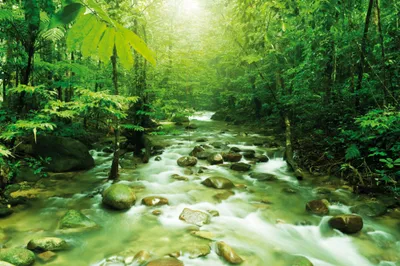 Produktbild von Wälder Kunstdruck Bild - Am Grünen Magischen Fluss (80 x 120 cm)