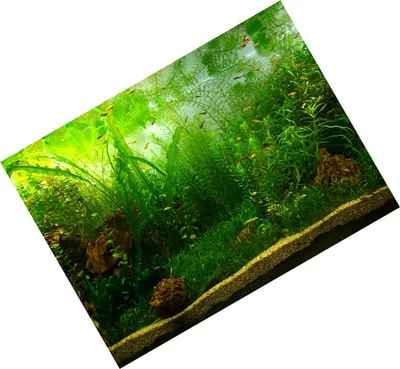 Obrázok produktu pre Akvárium Plagát - vodná tráva Akvárium pozadie plagát PVC lepidlo Imitácia papier (122 * 50 cm)