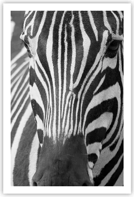 Produktbild von Poster - Poster ohne Rahmen - Tiere Zebra gestreift - 61x91,5 cm - Wand Bild - Wanddeko - Wandbilder - Kunstposter - Wandposter - Bilder - Kunstdruck - Wanddekoration - Wandbild - P2XPA61x91-2254