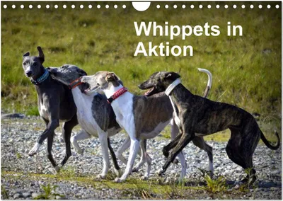 Produktbild von Whippets in Aktion (Wandkalender 2025 DIN A4 quer), CALVENDO Monatskalender
