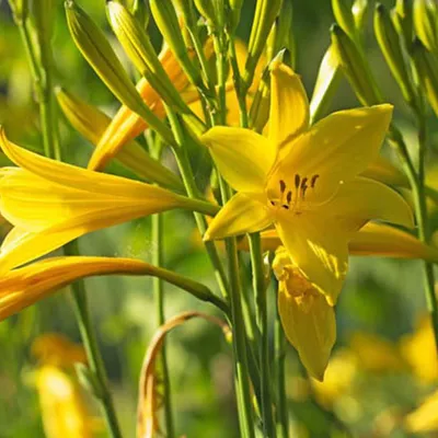 Produktbild von 6 x Frühblühende Wiesen Taglilie - Hemerocallis lilioasphodelus  | Topf 9cm x 9cm