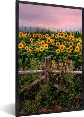 Produktbild von MuchoWow® Gerahmtes Poster Sonnenblume - Blumen - Pflanzen 60x90 cm - Poster mit Schwarzem Bilderrahmen Wandposter Rahmen Foto Bilder - Kunst
