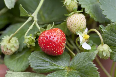 Produktbild von Fragaria x ananassa 'Mieze Schindler', Erdbeere, ca. 9x9 cm Topf