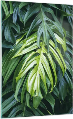 Produktbild von Bilder auf glas - Einteilig - Blume Natur - 70x100cm - Glasbilder - Wandbilder - Bilder - Kunstdruck - zum Aufhängen bereit - Wanddekoration aus Glas - Glas Bilder - Wandbild auf Glas - GPA70x100-3951