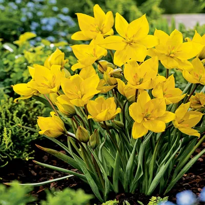Zdjęcie produktu dla Tulipan Botaniczny Sylvestris 5 szt Tulipany Cebulki Tulipanów Cebule