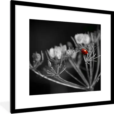 Produktbild von MuchoWow® Gerahmtes Poster Schwarz-Weiß-Foto eines roten Marienkäfers auf einer Pflanze 40x40 cm - Poster mit Schwarzem Bilderrahmen Wandposter Rahmen Foto Bilder - Poster - Plakat im Rahmen