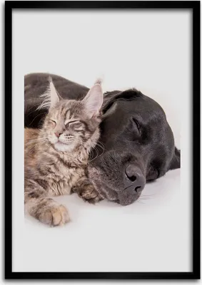 Produktbild von Bild - Bilderrahmen - Foto - 70 cm x 100 cm - MDF - Rahmen - Wandkunst - Hund und Katze
