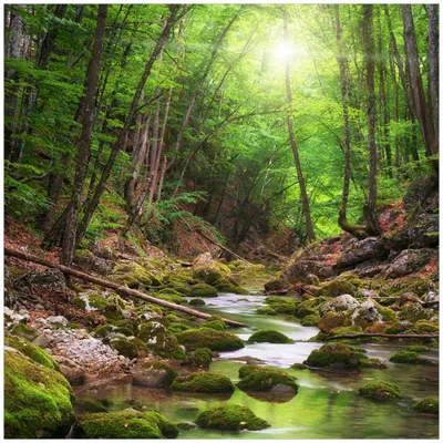 Produktbild von Wallario Premium Glasbild, freischwebende Optik, kräftige Farben, Größe 50 x 50 cm Motiv Fluss im Wald