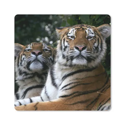 Produktbild von MuchoWow® Mauspad Mousepad Tiger - Wald - Köpfe 20x20 cm - Mousepads - Maus Mat - Pad - Mausunterlage - Desk Mat - Bureauartikeln