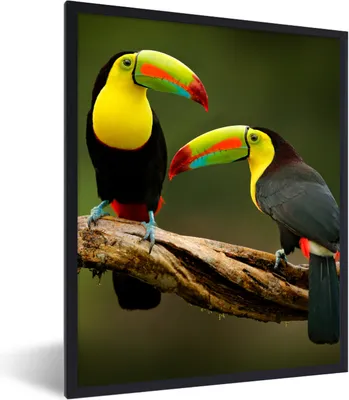 Produktbild von MuchoWow® Gerahmtes Poster Vögel - Tukan - Zweig - Tiere - Regenbogen 60x80 cm - Poster mit Schwarzem Bilderrahmen Wandposter Rahmen Foto Bilder - Premium - Wanddeko Wohnzimmer