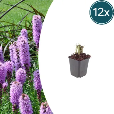Zdjęcie produktu dla Liatris spicata | 12 sztuk - 10-25cm - Ø9cm - Roślina ogrodowa