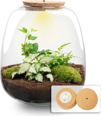 Obrázek produktu pro Lahvové terárium s rostlinami - Emma - Ø23xH25cm - sada pro kutily s LED korkem a sadou rostlin Hedera White - soběstačný mini ekosystém ze skla pro domácnost a kancelář