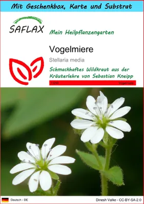 Produktbild von SAFLAX Geschenk Set - Vogelmiere - Stellaria media - 1000 Samen - Mit Geschenkbox, Versandaufkleber, Geschenkkarte und Anzuchtsubstrat