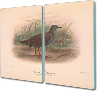 Produktbild von Coloray Hackbrett Kochplattenabdeckung Herdabdeckplatte 2x30x52 cm Schneidebrett Küchenbrett - Vögel Tiere Zeichnung