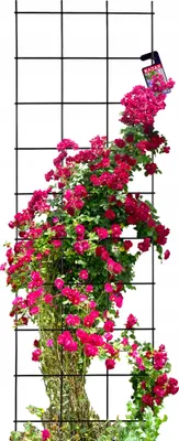 Image de KADAX Treillis, aide pour grimper en acier, treillis mural pour plantes, jardin, balcon, terrasse, treillis métallique