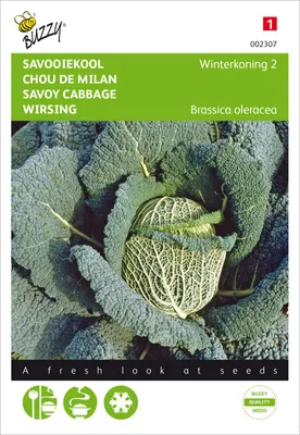 Produktbild von Wirsing Winterfürst 2 | Wirsingsamen von Buzzy Seeds