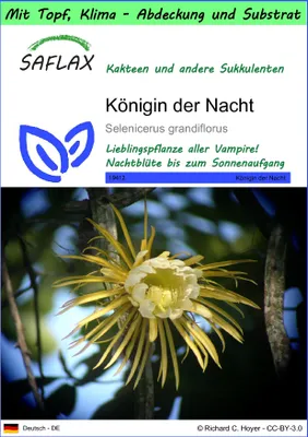 Produktbild von SAFLAX Garden to go - Königin der Nacht - Selenicerus grandiflorus - 40 Samen - Mit Topf, Klima - Deckel und Anzuchtsubstrat