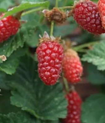 Image de Rubus x loganobaccus 'Loganberry' / Mûre framboise (Sans épine)