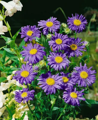 Produktbild von Frikart-Aster Jungfrau, im Topf - Aster x frikartii