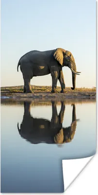 Produktbild von MuchoWow® Poster Elefant an einem See 20x40 cm - Plakat - Foto