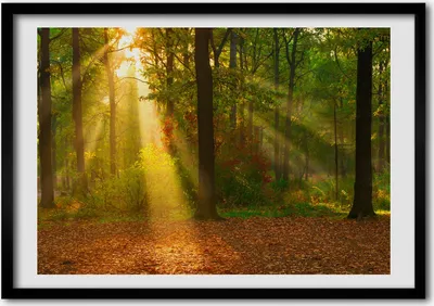 Produktbild von Bild - Bilder - Bilderrahmen - 70 cm x 50 cm - MDF-Rahmen, Wandkunst Wald in der Sonne