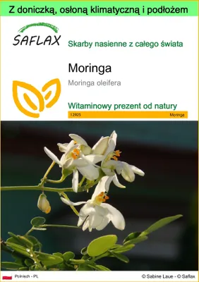 Zdjęcie produktu dla SAFLAX - Garden to go - Moringa - 10 Nasiona - Z doniczką, pokrywą klimatyczną i podłożem do uprawy - Moringa oleifera