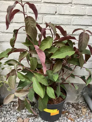 Produktbild von Hydrangea aspera 'Hot Chocolate' - Hortensien 25 - 30 cm Container