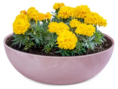 Produktbild von Runde bauchige 25 cm Pflanzschale für draussen, alt-rosa marmoriert