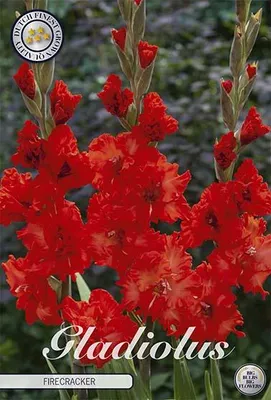 Artikelbild 2 von 'Gladiole Firecracker (10 Stück)' aus der Kategorie Gladiolenzwiebeln