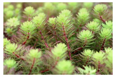 Produktbild von 3er Set Myriophyllum hippuroides - Tausendblatt - wasserreinigend - durchwurzelte Pflanzen