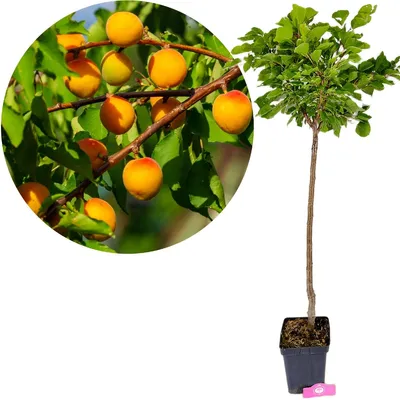 Imagen del producto de Albaricoque armenio 'Húngaro' (Prunus armeniaca 'Hungarian'), con tronco, altura del tronco: 80 cm, maceta de 5 litros
