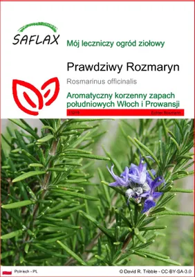 Zdjęcie produktu dla SAFLAX - Prawdziwy Rozmaryn - 100 Nasiona - Rosmarinus officinalis