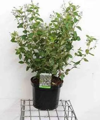 Produktbild von Ceanothus del. 'Gloire de Versailles' - Säckelblume  60- 80 cm Container