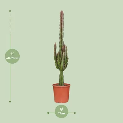 Image de Euphorbe triangulaire (Euphorbia trigona rubra) - Plante d'intérieur Ø17cm