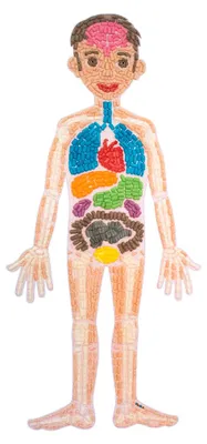 Produktbild von PlayMais Anatomie-Puzzle 170 x 80 cm mit 34 Koerperteilen ab 5 Jahren